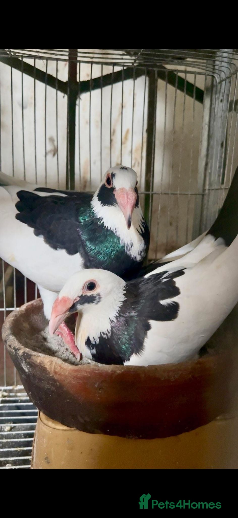 Pigeons birds Premium Breeding Pigeons Top Quality Pairs Availab - Advert 2