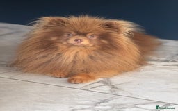 Pomeranian dogs for stud: Outstanding Choc Tan Boy kc 🔥 in Pontefract - Image 3