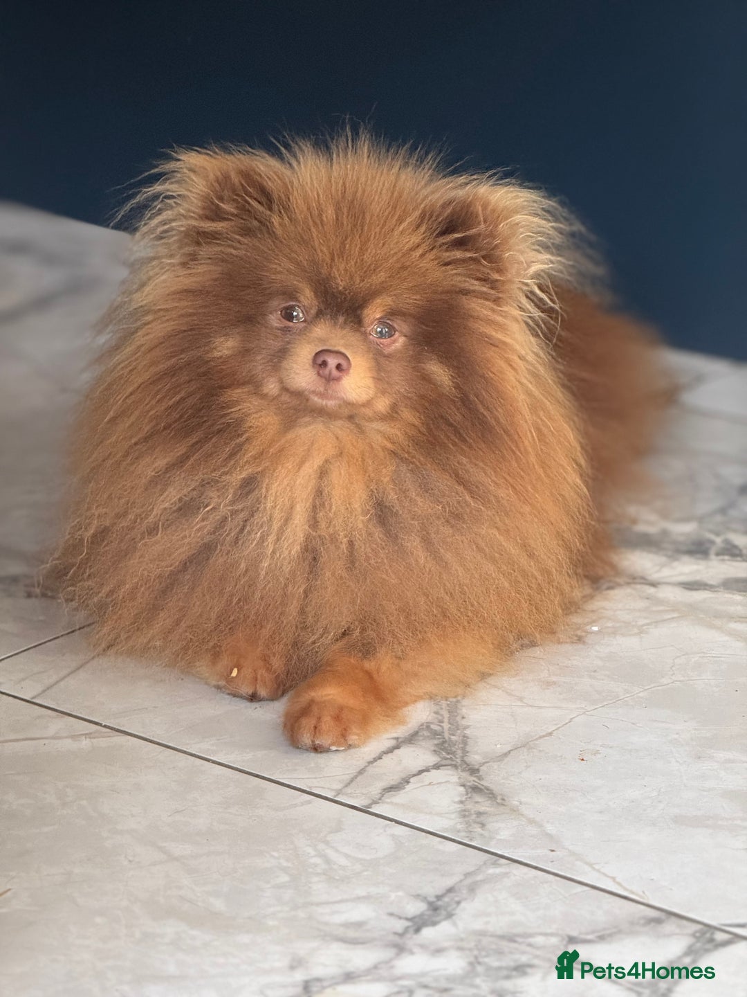 Pomeranian dogs for stud: Outstanding Choc Tan Boy kc 🔥 in Pontefract - Image 3