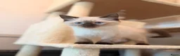 Ragdoll cats for sale: Last Blue point boy ragdoll kitten READY NOW!! - Advert 5