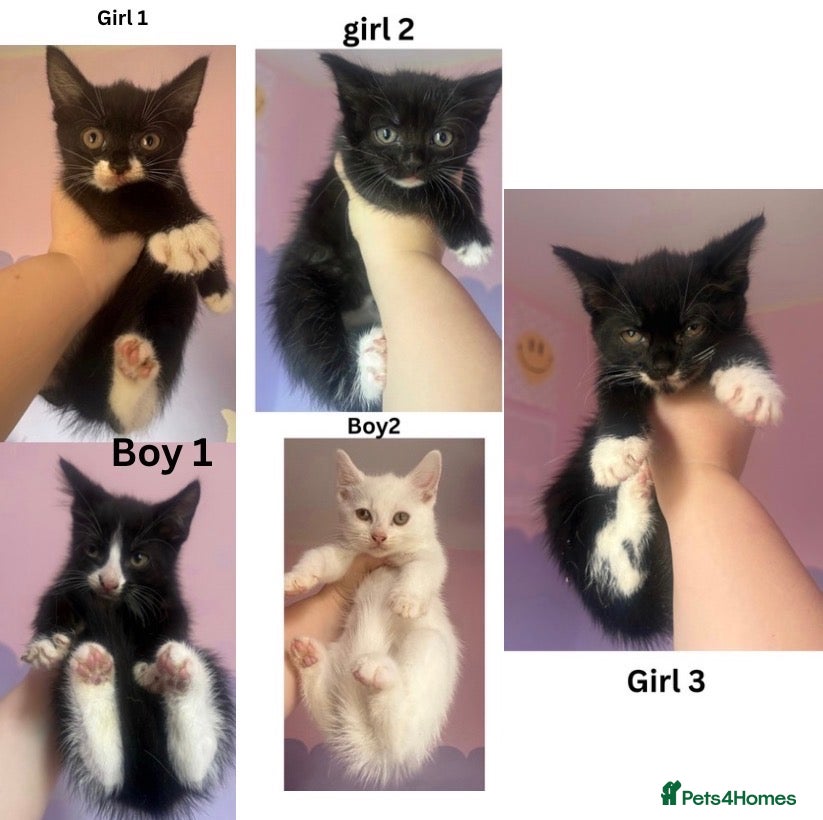 Mixed Breed cats Sweet kittens need loving homes - Advert 1