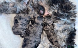 Cockapoo dogs for sale: Cockerpoo FB1 ready to leave  **  Eve  - Image 2