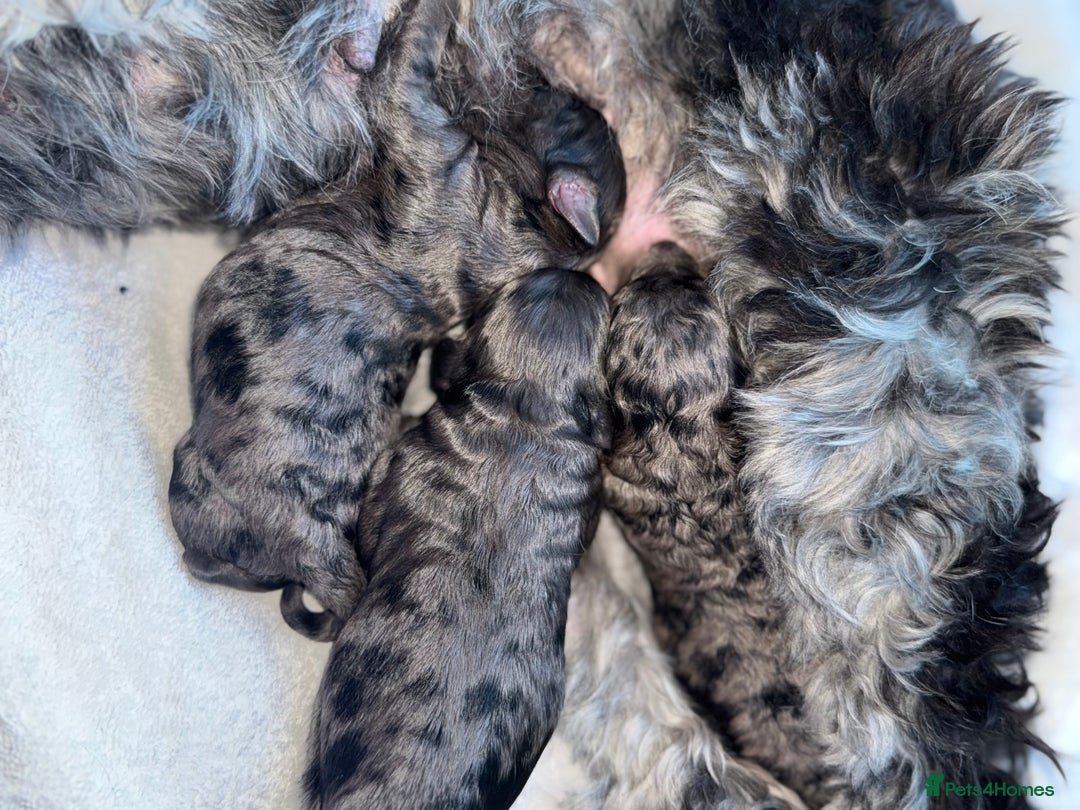 Cockapoo dogs for sale: Cockerpoo FB1 ready to leave  **  Eve  - Image 2