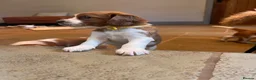 Welsh Springer Spaniel dogs for sale: KC Registered puppy 1 girl available  - Advert 1