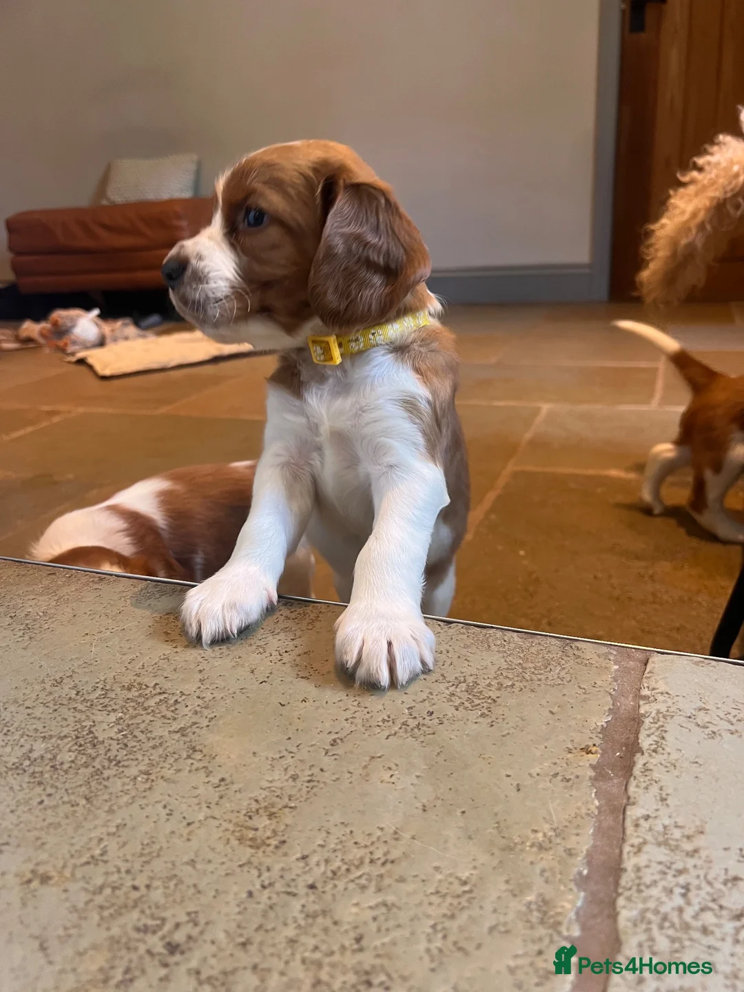 Welsh Springer Spaniel dogs for sale: KC Registered puppy 1 girl available  - Advert 1