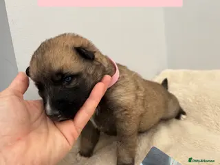 Shepsky dogs STUNNING SHEPSKY PUPPIES! - Advert 1