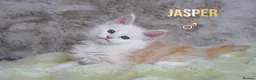Maine Coon cats for sale: Rare Silver Shaded TICA Maine Coon Kittens in Canvey Island - Advert 7