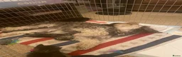 Mixed Breed cats for sale: Tabby and black kittens  in Newton Abbot - Advert 5