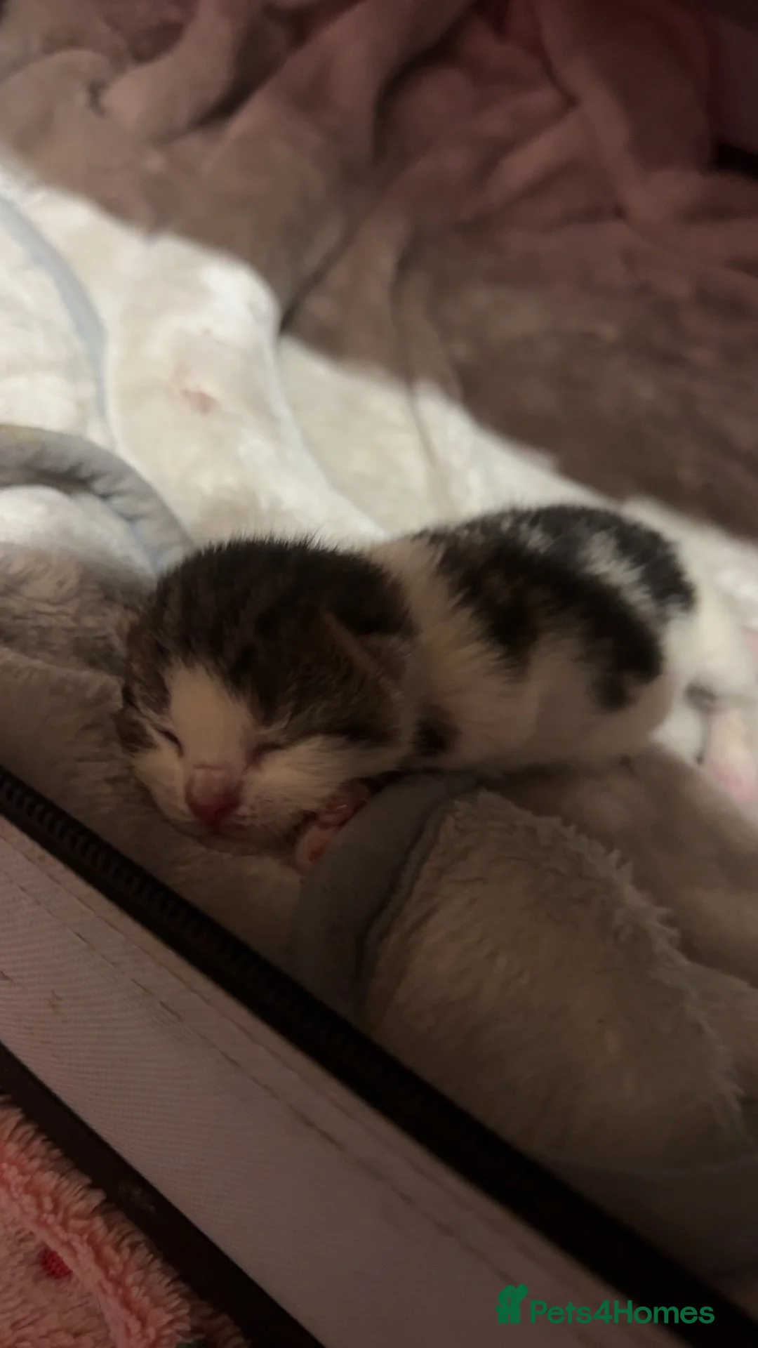 Mixed Breed cats for sale: Kittens for sale  - Advert 8