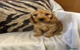 Cockapoo dogs for sale: F1 Cockapoos ready🩷 - Image 2