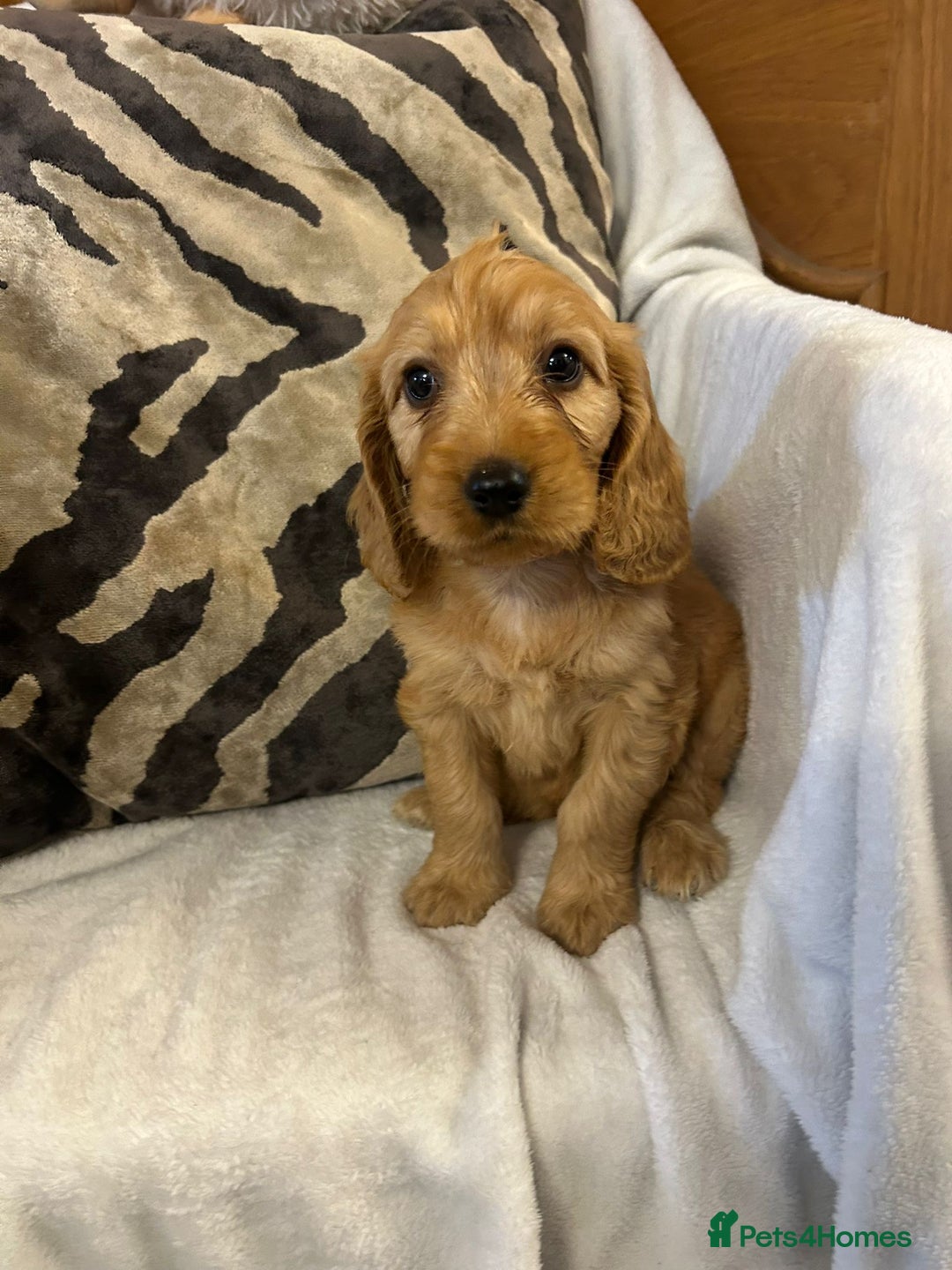 Cockapoo dogs for sale: F1 Cockapoos ready🩷 - Image 2