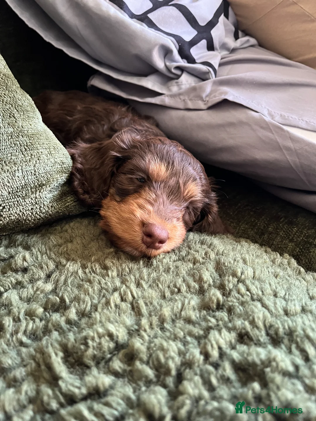 Mixed Breed dogs for sale: Millie  - Advert 6