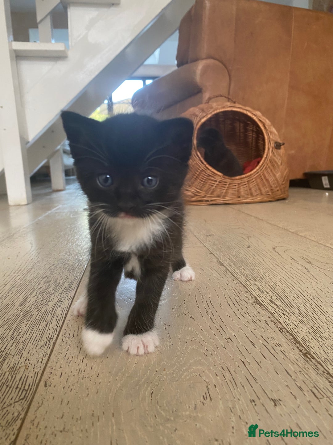 Mixed Breed cats for sale: Four beautiful little kittens - Image 14