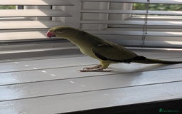 Parrots birds for sale: Ring neck parrot  - Image 6