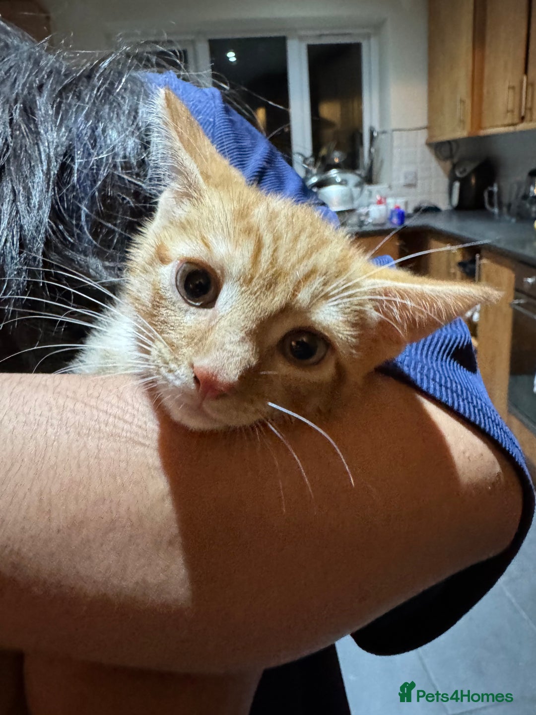 Mixed Breed cats for sale: Cute Kittens for Sale - Ginger, Grey and Black - Image 12