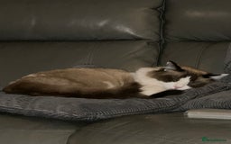 Ragdoll cats for sale: 2 boy Ragdoll’s father and son  - Image 6