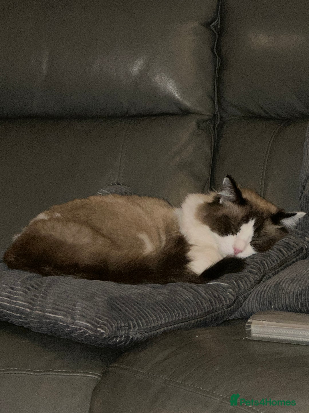 Ragdoll cats for sale: 2 boy Ragdoll’s father and son  - Image 6