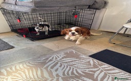 Mixed Breed dogs for sale: Cavajacks - Image 2