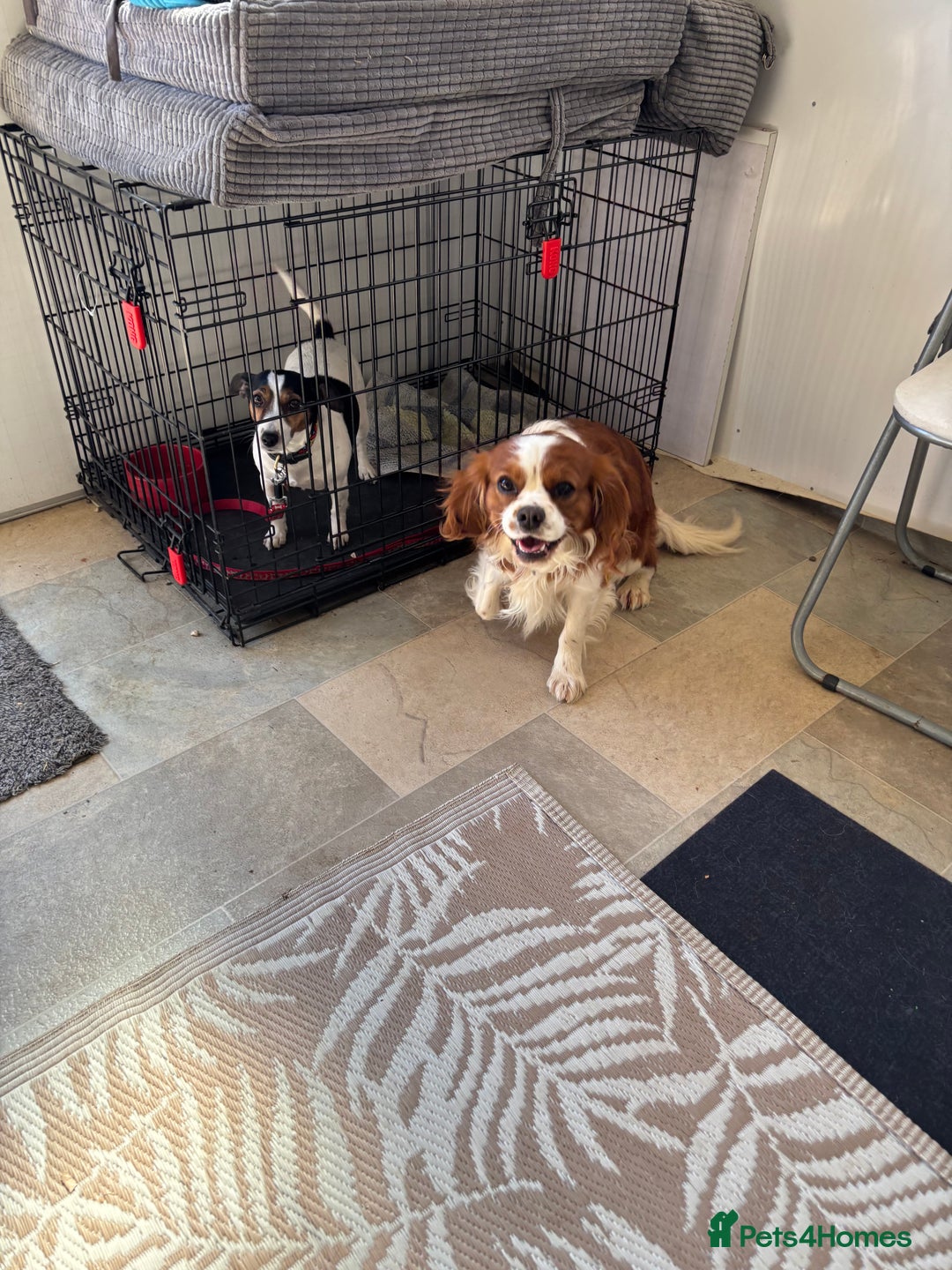 Mixed Breed dogs for sale: Cavajacks - Image 2