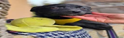 Mixed Breed dogs for adoption: ❤️🐶 INDY – DELICATE LIKE CRYSTAL, FULL OF LOVE in Burton-on-Trent - Advert 4
