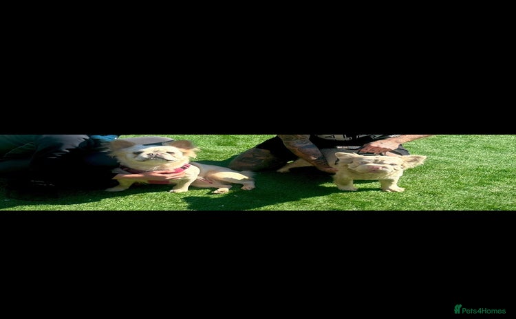 French Bulldog dogs - Advert 2