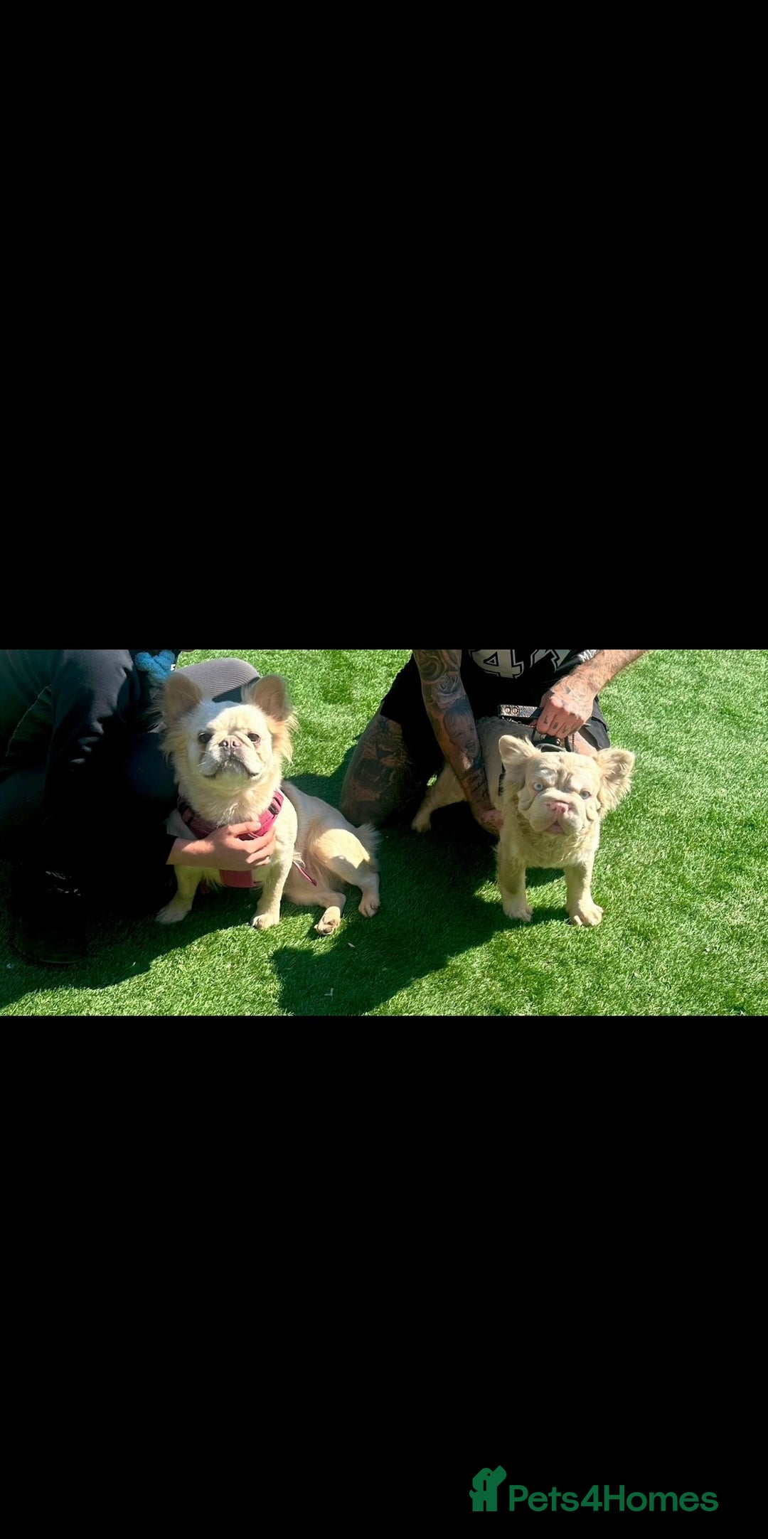 French Bulldog dogs for sale: Quality 5star🌟full visual fluffy French bulldogs  - Image 1