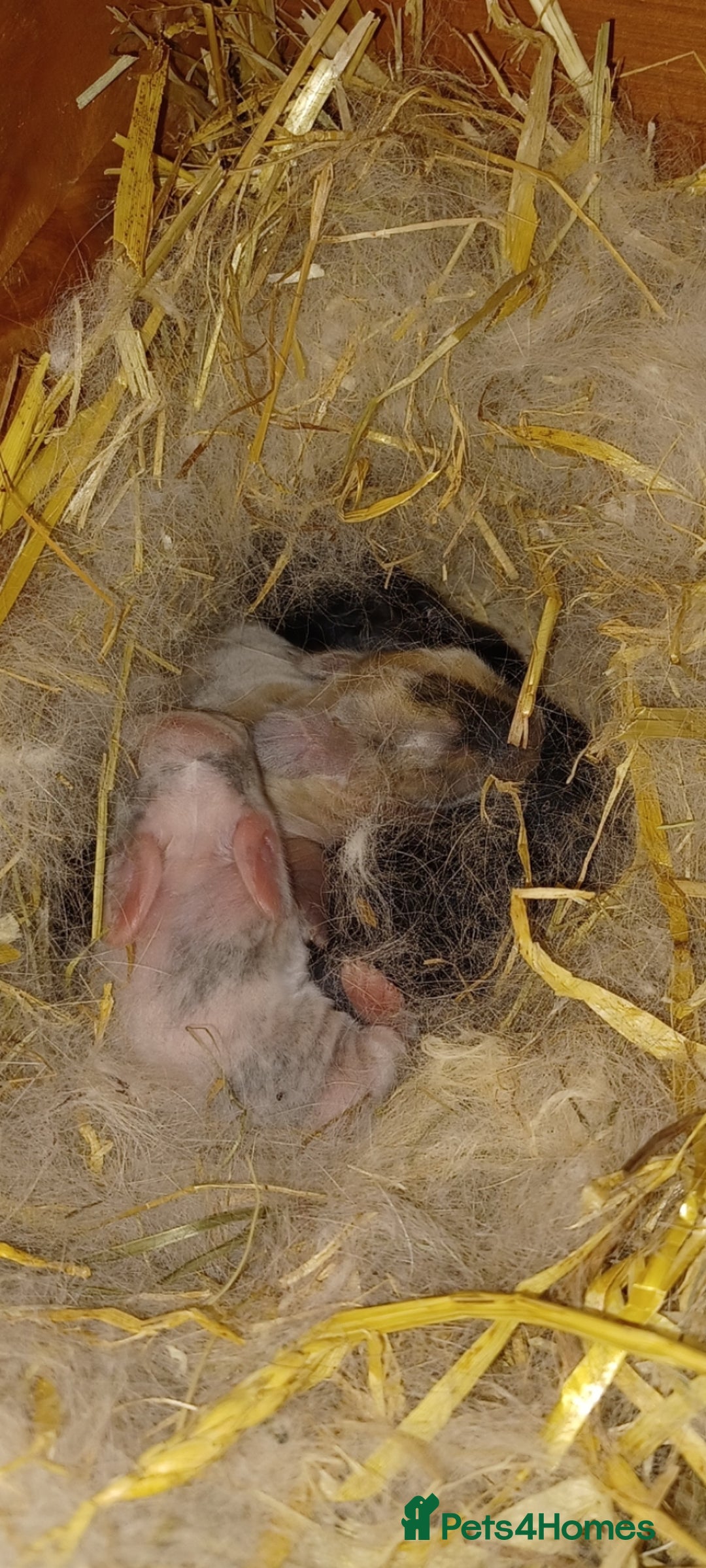 Mini Lop rabbits for sale: Adorable Pure Bred Mini Lops 🥰🐰 - Advert 8