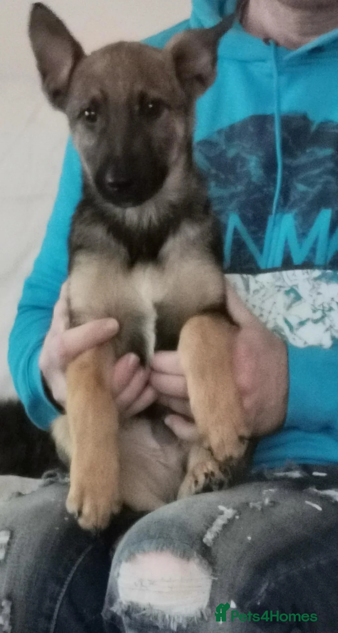 German Shepherd dogs for sale: Beautiful German shepard pups  - Advert 1