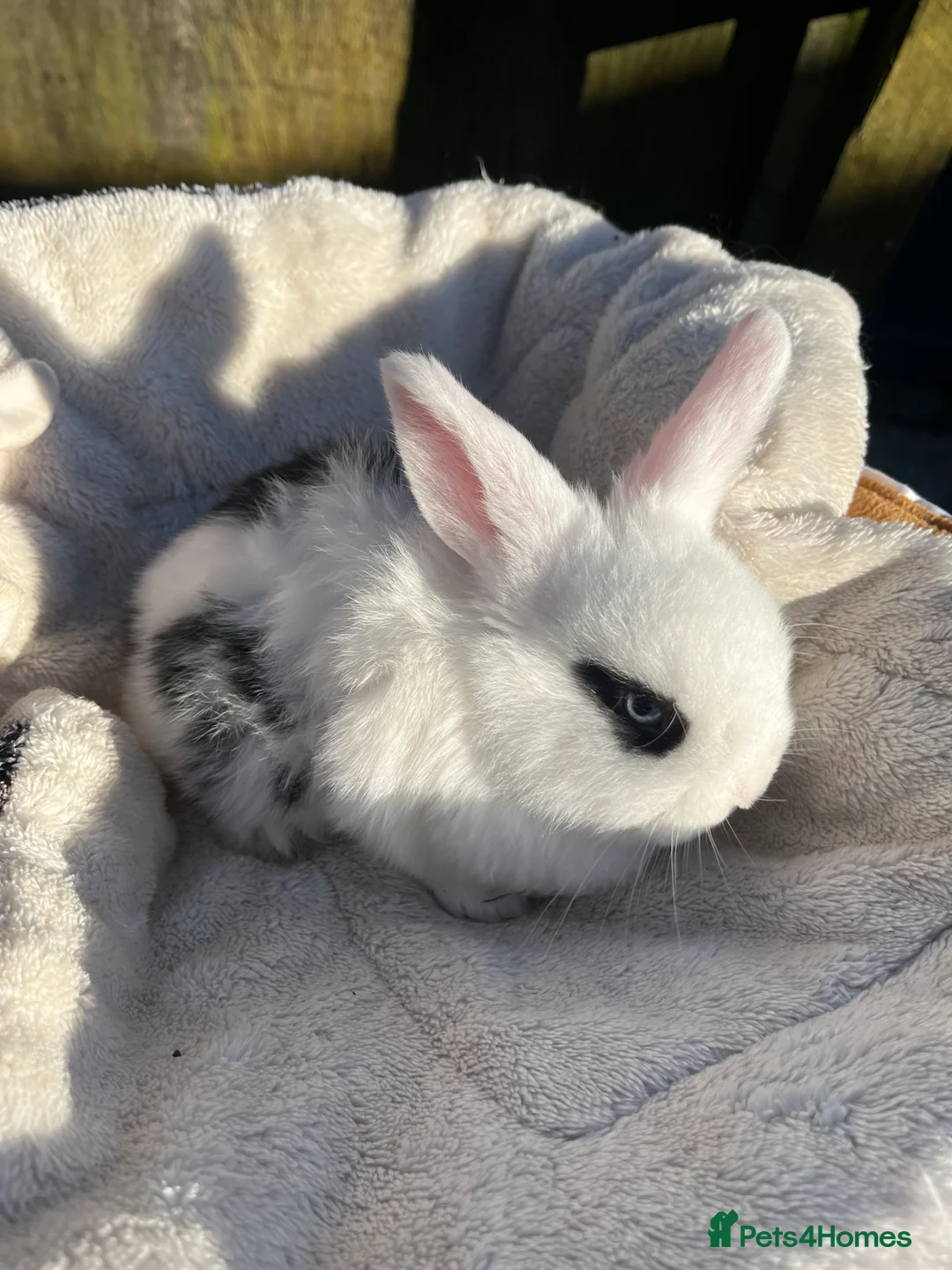Mini Lop rabbits for sale: Gorgeous mini lops  - Advert 17