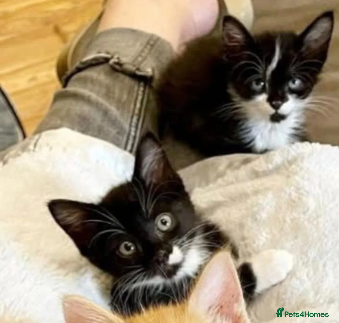 Mixed Breed cats for sale: little kittens  in Wolverhampton - Advert 2