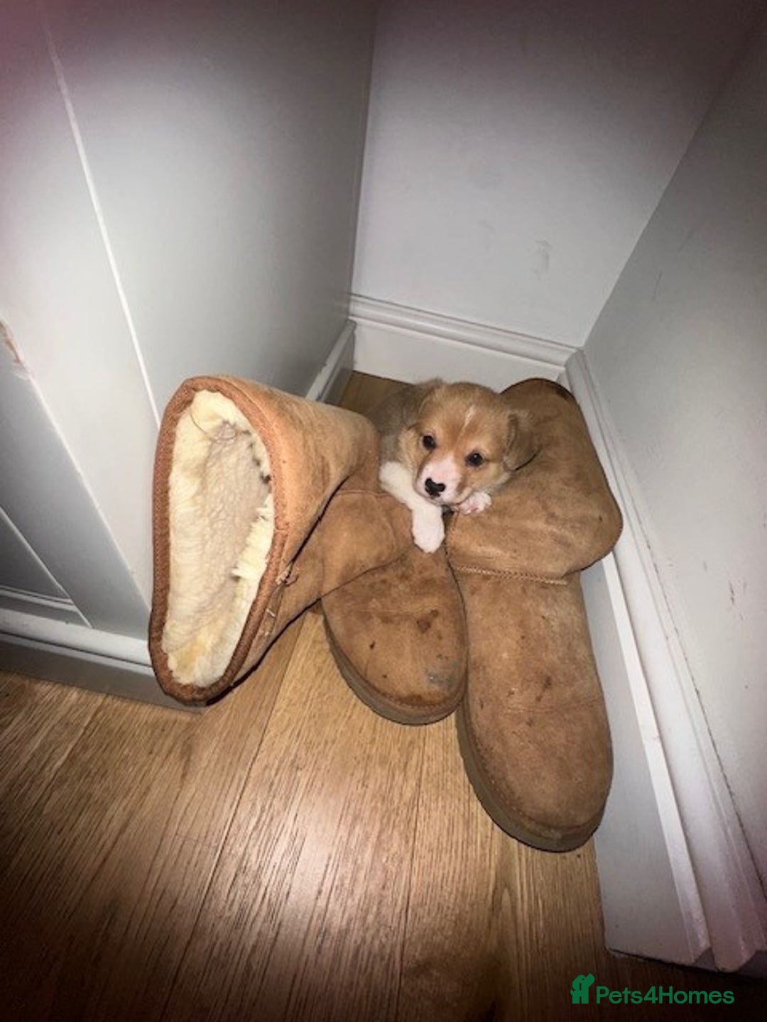 Welsh Corgi Pembroke dogs for sale: Eric the Lucky is looking for his new home 🏡 - Advert 2