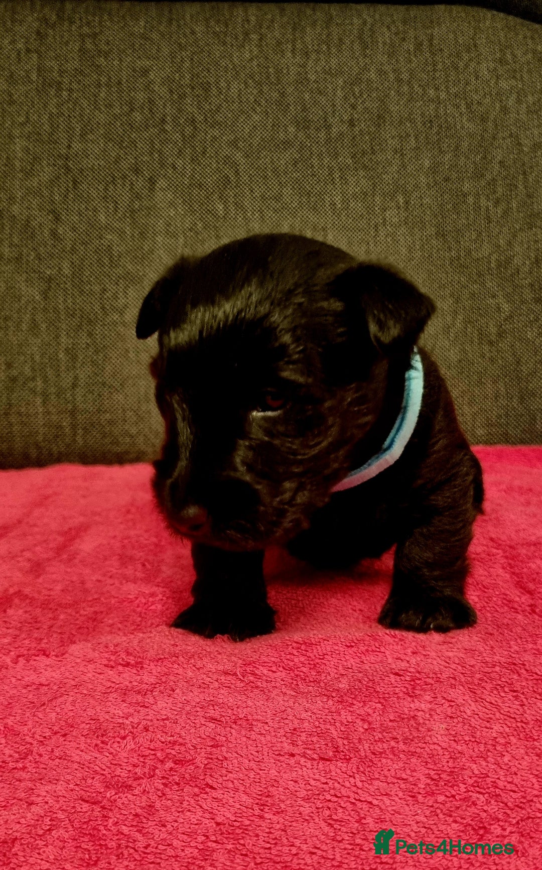 Scottish Terrier dogs for sale: puppies for sale - Advert 5