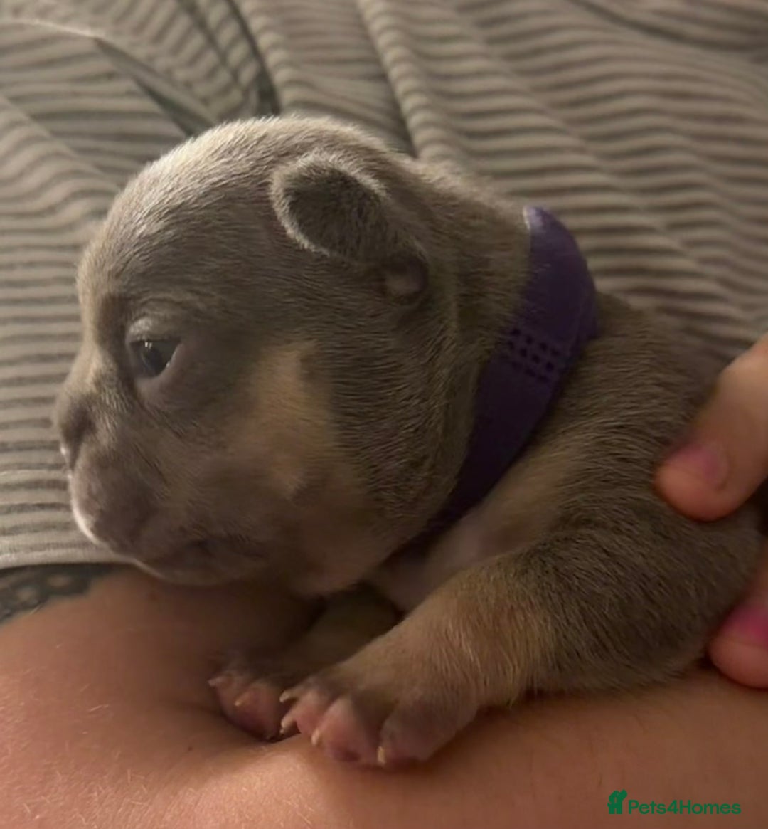 French Bulldog dogs for sale: Beautiful little Frenchie pups  - Advert 2