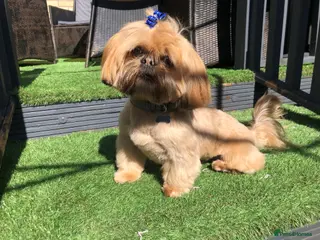 Shih Tzu dogs Shih tzu stud in Glasgow - Advert 3