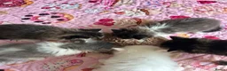 Persian cats for sale: Luxury Doll Faced Persian Kittens  - Advert 10