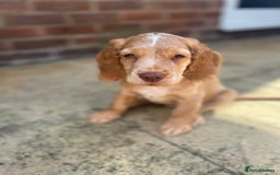Cocker Spaniel dogs for sale: ONE LEFT - Ready to go - Beautiful Family-Raised - Image 16