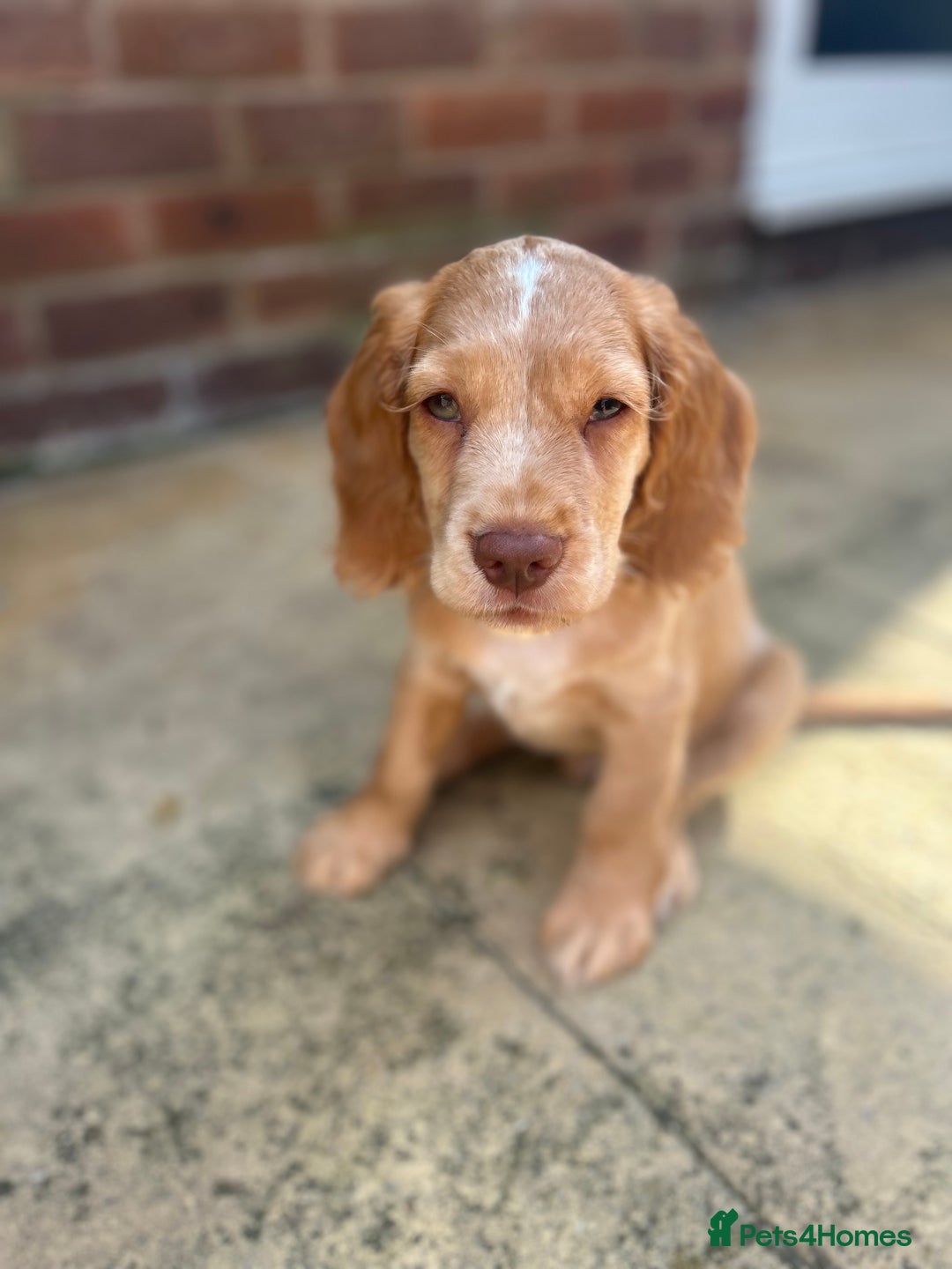Cocker Spaniel dogs for sale: ONE LEFT - Ready to go - Beautiful Family-Raised - Image 16