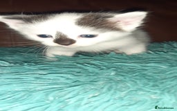 Manx cats for sale: Manx kitten  - Image 2