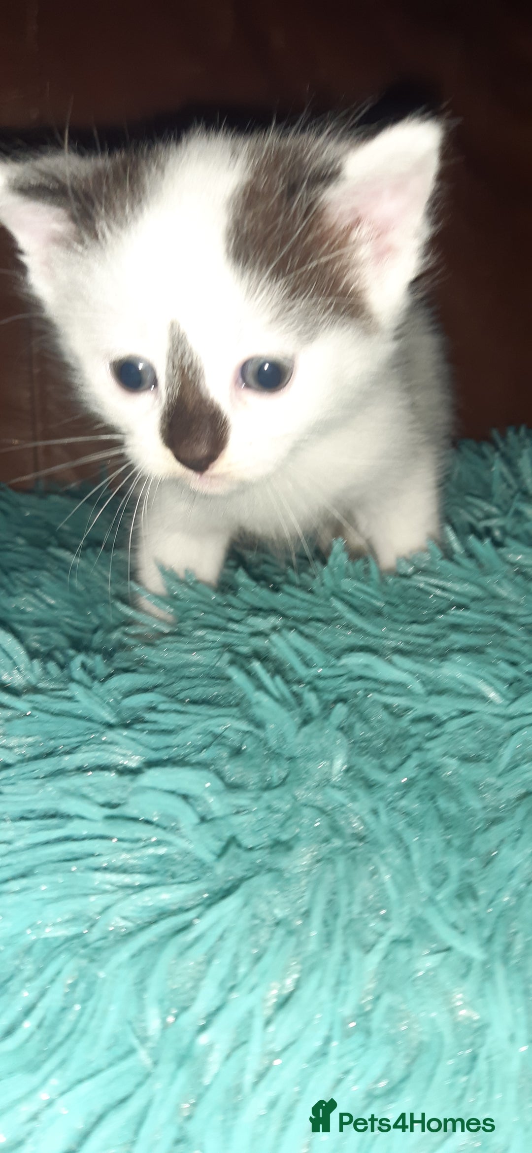 Manx cats for sale: Manx kitten  - Image 2