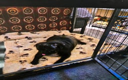 Pug dogs for sale: 1 female panda pug  - Image 10