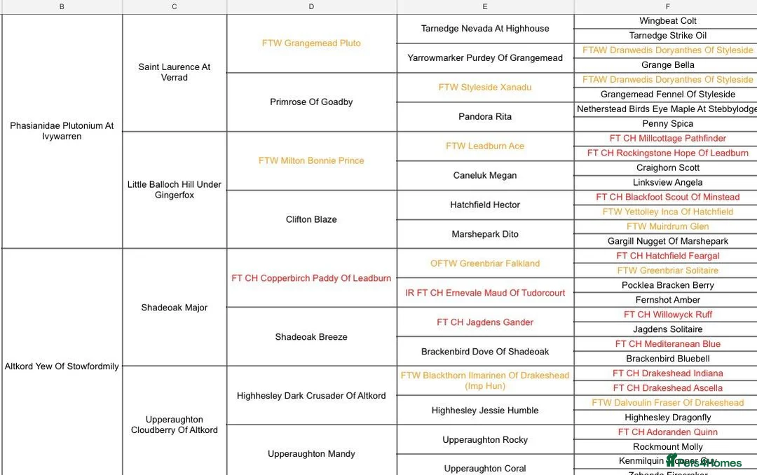 Labrador Retriever dogs for sale: KC Fully Health Tested Working Labrador Pups - Advert 20