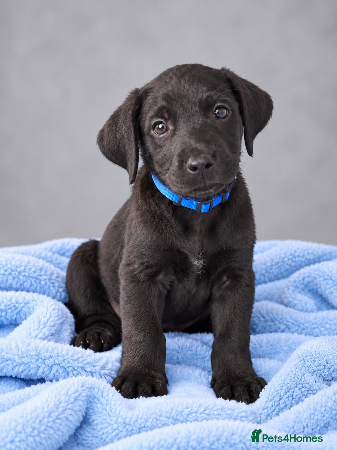 Labrador Retriever dogs for sale: REDUCED PRICE KC registered Labrador retrievers - Advert 20