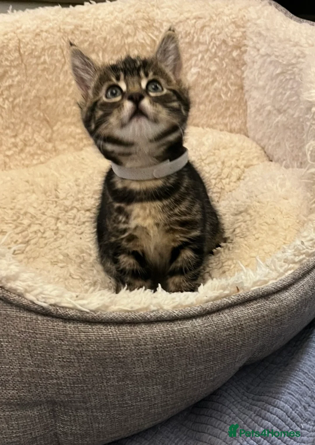 Mixed Breed cats for sale: Kittens - Advert 2