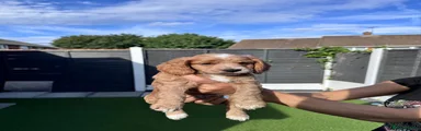 Cockapoo Puppy 2