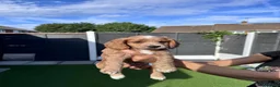 Cockapoo dogs for sale: beautiful F2 cockapoo puppies  in Tilbury - Advert 4