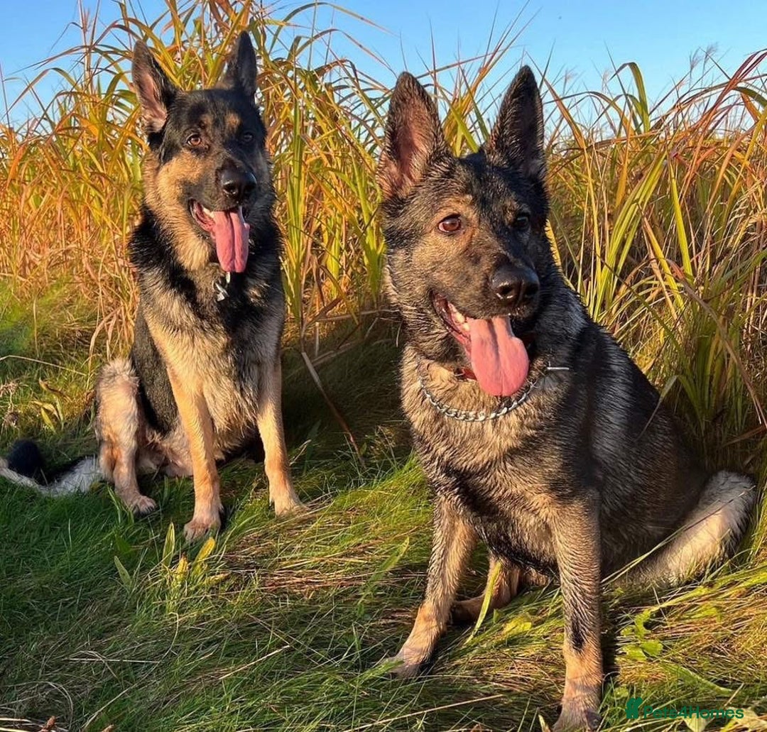 German Shepherd dogs for sale: Stunning German Shepard Litter On Their Way - Image 2
