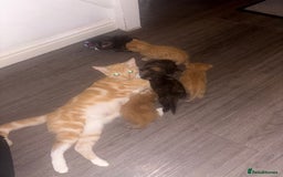 American Shorthair cats for sale: American short hair kittens  - Image 11