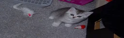 British Shorthair cats for sale: LAST BOY LEFT British Shorthair Chinchilla Kittens - Advert 6