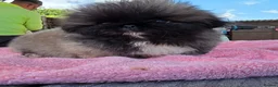 Pekingese dogs for sale: KC Registered Pekingese Puppies top quality  - Advert 30