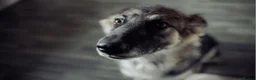 Alaskan Malamute dogs for stud: Bitch for stud  in Blackburn - Advert 4